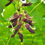 ムクナ豆花紫